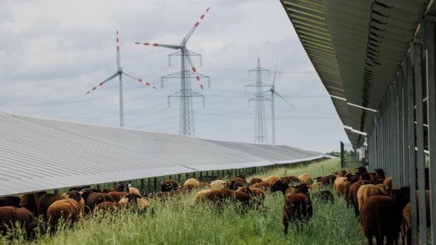 Super-Hybrid-Park von Püspök in Nickelsdorf mit Schafen zwischen PV-Modulen.