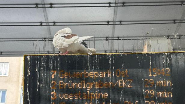 Taube sitzt auf einer elektronischen Anzeigetafel an einer Bushaltestelle in Krems.