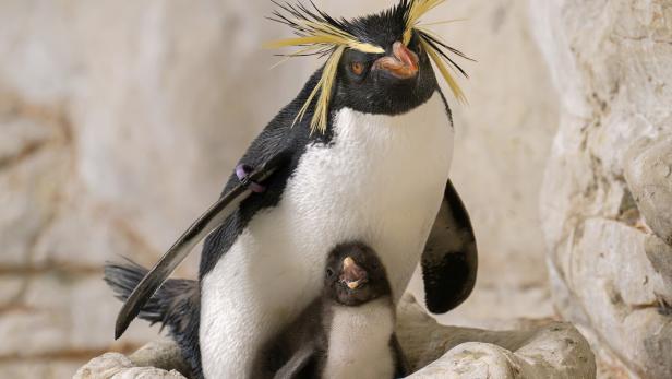 NÖRDLICHER FELSENPINGUIN IM WIENER ZOO SCHÖNBRUNN MIT NACHWUCHS
