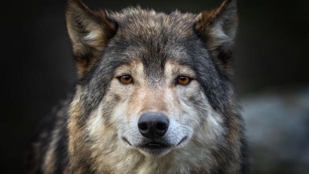 Beautiful canadian timberwolf