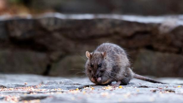 Kleine Ratte sitzt auf gepflastertem Boden und frisst.