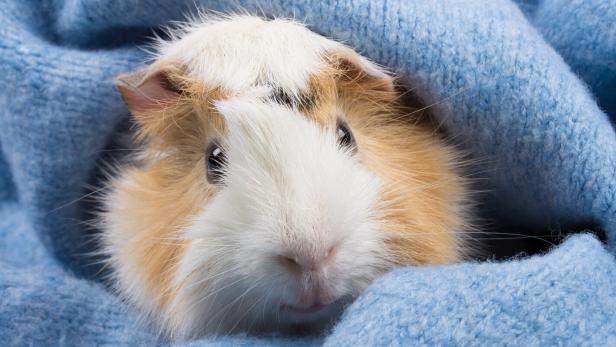 Ein Meerschweinchen kuschelt sich in eine hellblaue Wolldecke.