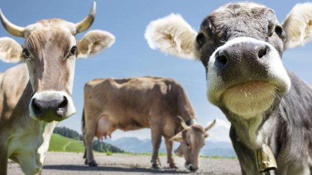 Drei Kühe stehen auf einer Wiese, zwei davon nah im Vordergrund, eine frisst Gras im Hintergrund.