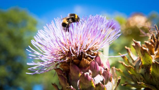 Bumblebee on flowers