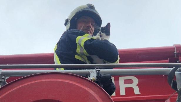 Ein Feuerwehrmann hält eine Katze