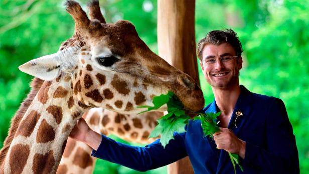 Ein lächelnder Linus Weber im blauen Anzug füttert eine Giraffe mit grünen Blättern.