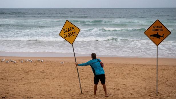 FILE PHOTO: Shark attack in Sydney