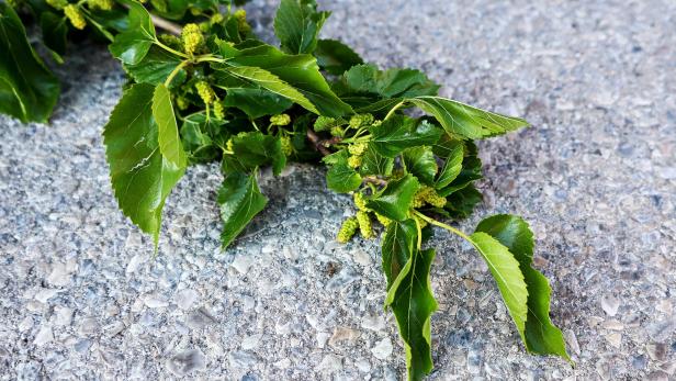 Ein grüner Zweig mit glänzenden Blättern und unreifen, gelblichen Früchten liegt auf grauem Steinboden.