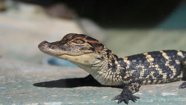 Ein junges Krokodil liegt auf einer hellen Oberfläche.