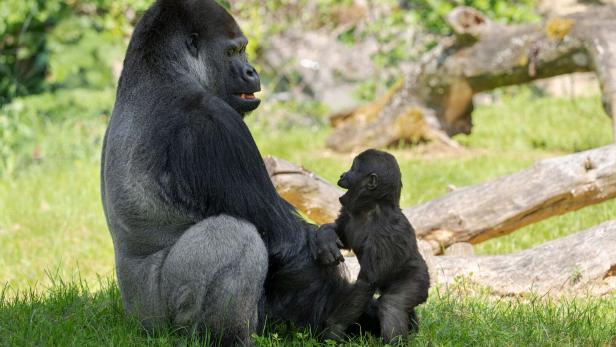 Ein ausgewachsener Gorilla sitzt auf einer grünen Wiese und schaut auf ein kleines Gorilla-Junges, das vor ihm steht.
