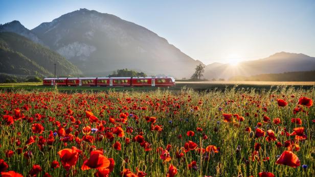 Roter Zug fährt bei Sonnenaufgang an einem Mohnblumenfeld vor Alpenkulisse vorbei.
