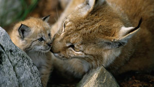 Ein Luchs-Muttertier stupst zärtlich ihr kleines Junges an, während beide zwischen Felsen ruhen.