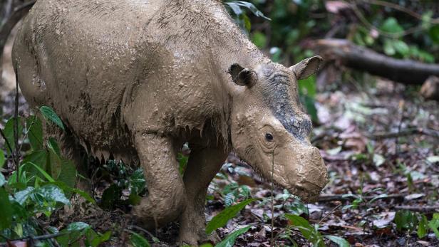 Ein Sumatra-Nashorn läuft mit schlammverkrusteter Haut durch den dichten Regenwald.