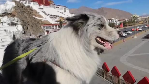 Ein Hund mit Millionenpublikum verschwindet plötzlich, wird verkauft und zum Verzehr angeboten.