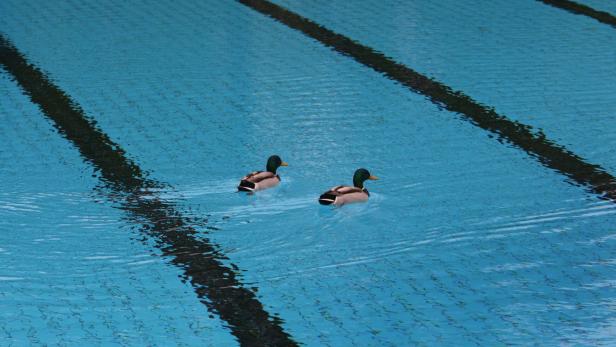 Enten allein im  Freibad: Swimming in the rain – das erfreut nur die Entlein.  