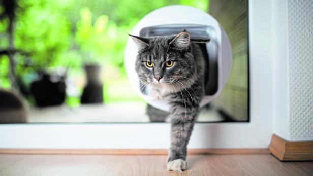 Katze