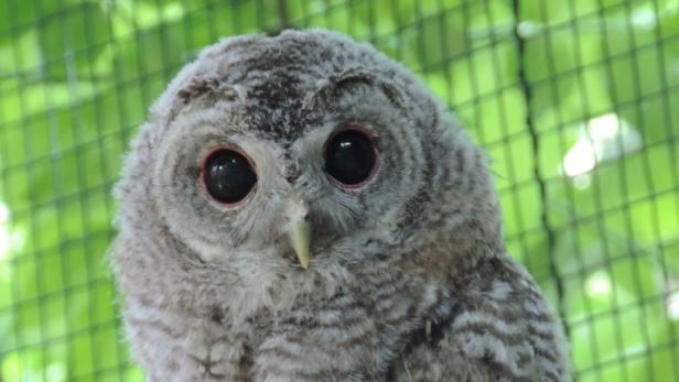 Ein flauschiges Waldkauzbaby auf einem Baumstamm vor grünem Hintergrund.