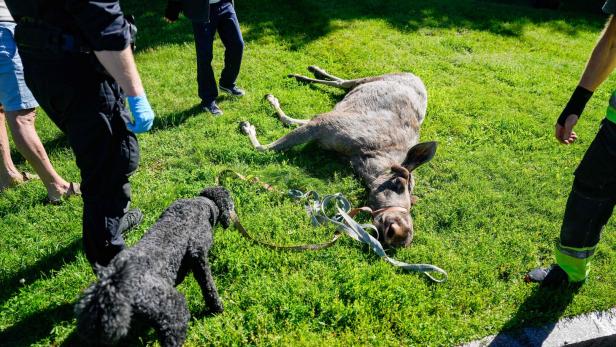 NORWAY-WILDLIFE-OSLO-MOOSE