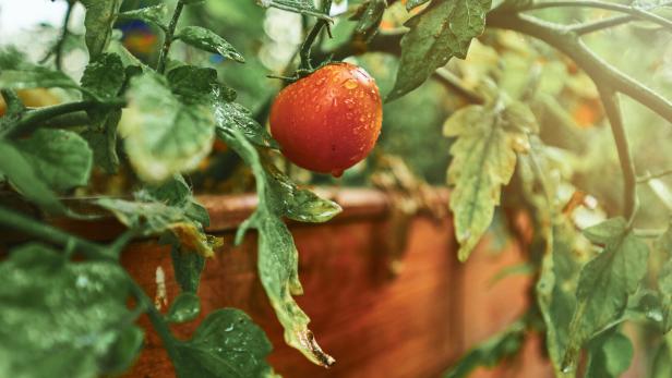 Eine einzelne, mit Wassertropfen benetzte rote Tomate im Hochbeet
