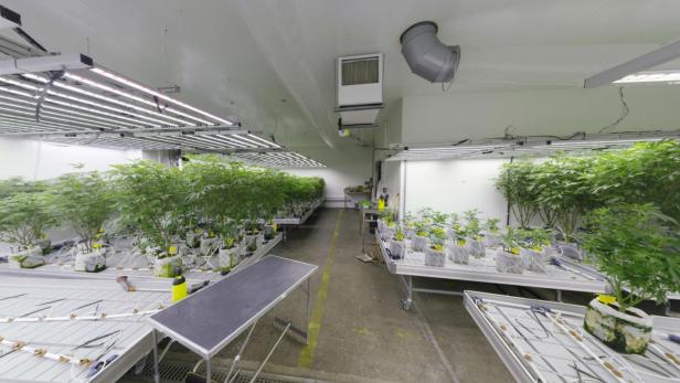 Cannabis-Plantage in Liesing in Halle sichergestellt