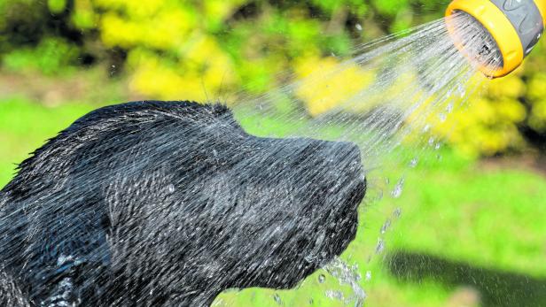 Ein schwarzer Hund lässt sich von einem Gartenschlauch anspritzen.