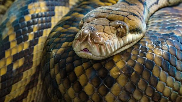 Nahaufnahme eines Netzpythons mit detailliert sichtbaren Schuppen und Kopf.