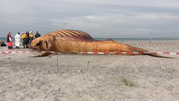 DENMARK-GERMANY-ANIMAL-WHALE