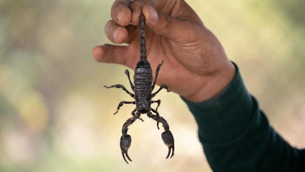Hand hält Skorpion