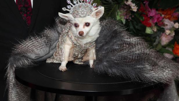 US-LIFESTYLE-FASHION-PET GALA