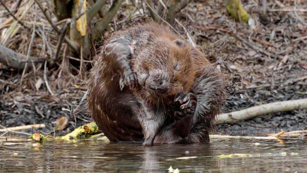Wachsende Biberpopulation beschert mehr Schäden durch Dammbauten in Flüssen. Das Ökosystem profitiert aber davon.