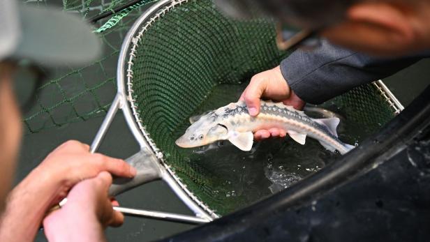 Störnachzucht: Ein Tier wird aus einem Becken gefischt. 