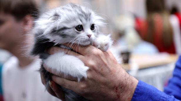 The international dog and cat show Latvian Winner 2026