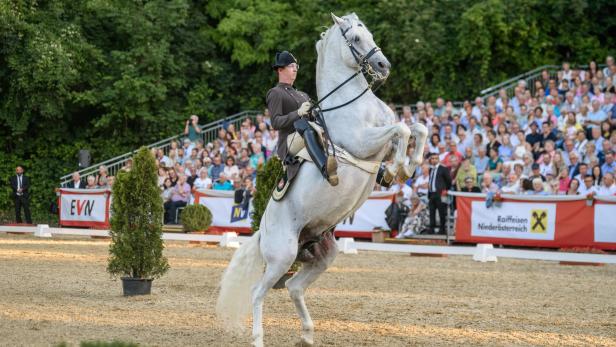 Ein Lipizzaner der Spanischen Hofreitschule zeigt vor Publikum am Heldenberg eine Dressur-Piaffe.