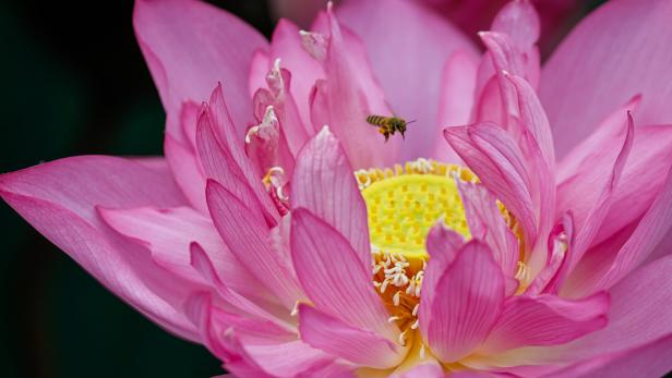 Lotus season in Vietnam
