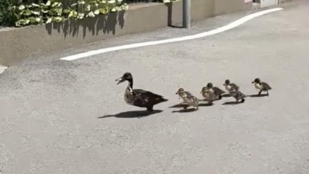Ente mit Küken überqueren eine ruhige Straße.