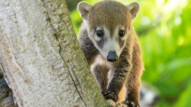 Ein junger Nasenbär schaut vorsichtig hinter einem Baumstamm hervor.