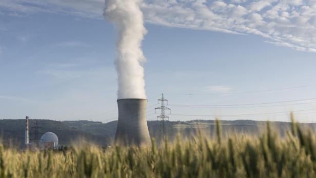 Ein rauchender Kühlturm eines Kernkraftwerks ragt hinter einem Getreidefeld in den blauen Himmel.