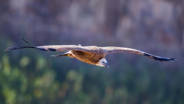 Ein Gänsegeier fliegt mit ausgebreiteten Flügeln vor einem unscharfen Hintergrund.