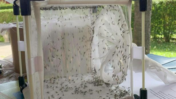 Ein Käfignetz mit vielen kleinen Mücken steht draußen auf einem Tisch.