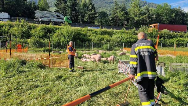 Feuerwehrleute sichern mehrere Schweine auf einer eingezäunten Wiese neben einer Straße.