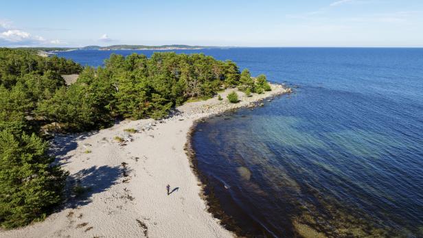 Eine Person geht an einem sandigen Küstenabschnitt entlang, der von einem dichten Kiefernwald und blauem Meer gesäumt ist.
