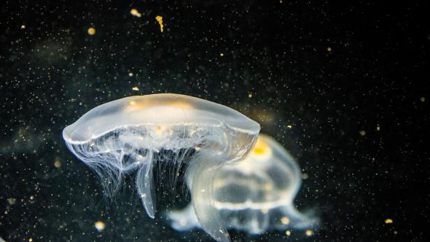 Durchsichtige Quallen mit gelblichem Kreuz treiben im Wasser.