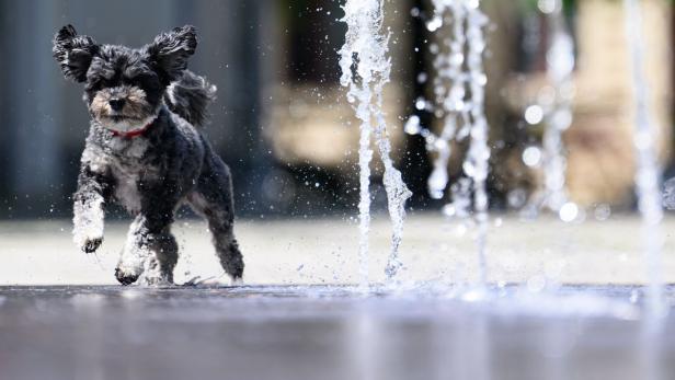 Wetter in Dresden