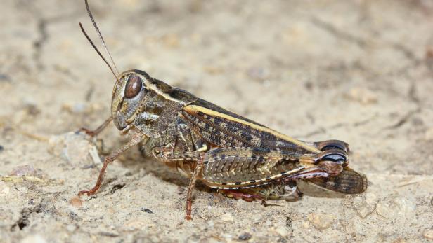 Calliptamus italicus, the Italian locust, ina natural habitat