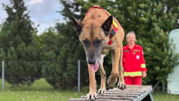 Hund balanciert auf einer schmalen Holzsteg-Trainingsbahn, im Hintergrund steht eine Person in roter Einsatzkleidung.