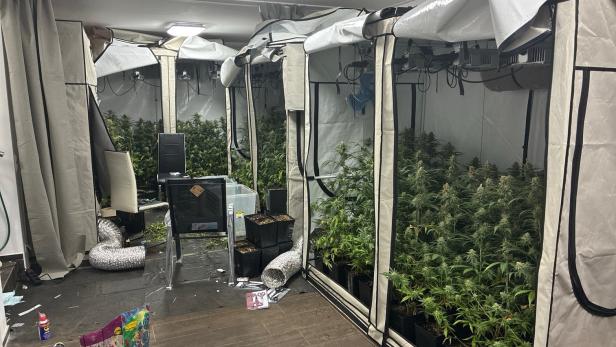 Cannabisplantage in Keller in NÖ entdeckt