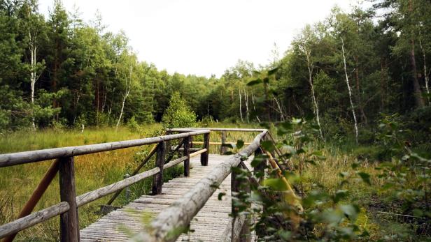 Holzsteg mit Geländer führt durch eine grüne Moorlandschaft im Wald.