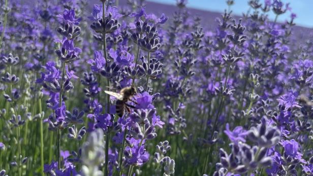 Violette Lavendelblüten, auf die eine Biehne zufliegt.