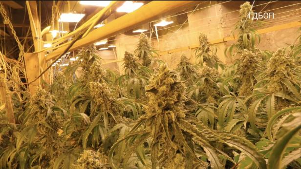 Police operation uncovers underground cannabis farm built inside a former mine near Kyustendil in Bulgaria