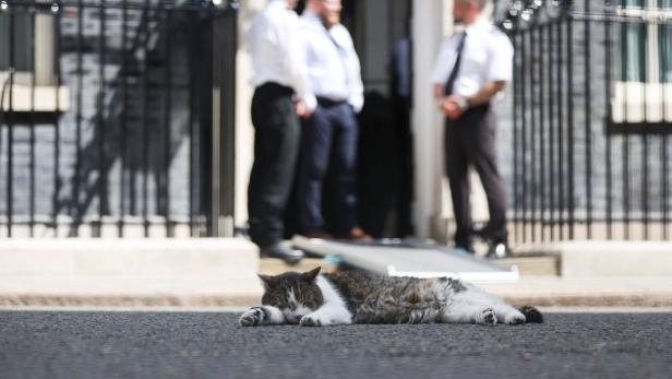 Westminster Scenes